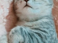 YETİŞKİN KEDİLER
