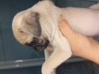 Pug yavruları