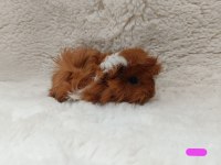 Sevimli Guinea Pig Yavruları