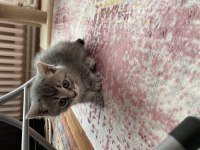 British shorthair yavrularıma yuva arıyorum