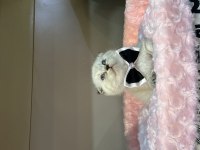 Scottish Fold blue point bebekler