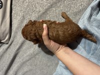 Dark brown anne altından toy poodle Kore kan