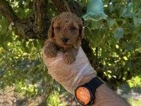 TOY POODLE IRK GARANTİLİ YAVRULARIMIZ