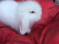 Hollanda Lop Tavşan