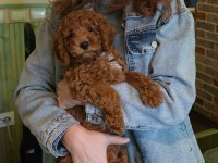 Bakımlı toy Poodle bebekler