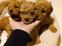 Erkek Dişi Toy Poodle Yavrular
