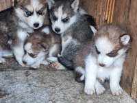 Safkan sabırla bebek husky yavrular