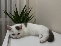 Cinnamon harlyquin british shorthair