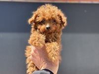 4 aylık tiny kore poodle 700 gr petmo den