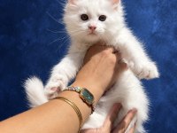 Xxxl Bembeyaz Maine Coon Yavrularımız