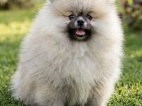 Teddy Bear Pomeranian Boo Üst Kalite