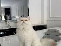 British Longhair Kedimiz