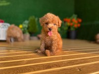 Toy Poodle Köpekler Referans Yavru