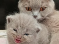 Tüm aşıları mevcut pasaport çip 1 yaşında scottish fold