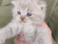 British longhair