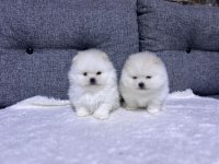 Kar beyaz güzellikler pomeranian yavrularımız