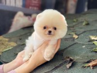 SAĞLIK VE IRK GARANTİLİ POMERANİAN KÖPEĞİMİZ