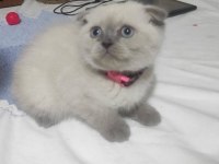 Masmavi gözlü blue point scottish fold dişi yavru