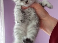 Son erkek silver british shorthair