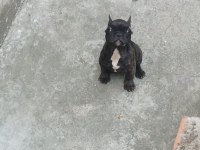 Siyah sevimli french bulldog bebekler