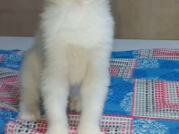 British shorthair erkek yavrular