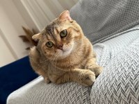 Erkek Scottish Fold