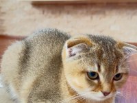 Scottish fold golden
