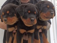 Üst kalite çok kaliteli rottweiler yavrular şecereli