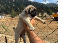 Pug Mops Yavrularımız Sıfır Burun Gül Kuyruk