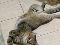 1 yaşında erkek golden tabby kedimiz