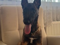 Eva belçika kurdu