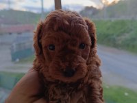 Aaa kalite teacup red brown poodle