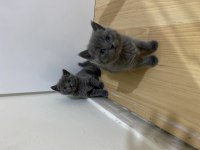 British Shorthair Yavrularımızı Sahiplendirme
