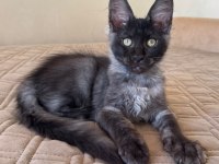 Maine Coon Erkek Ns Wcf
