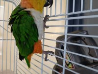 Caique papağanı 2 yaşında