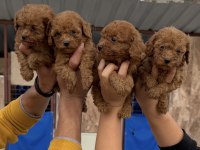Toy poodle yavrularımız