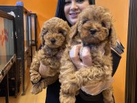 Safkan ufacık toy poodle yavrularım