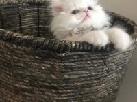 Duygularınızı değiştirecek chinchilla bebişlerim