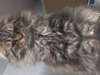 Yetişkin dişi erkek british shorthair