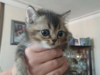 Birbirinden yakışıklı british shorthair kuzucuklarıma yuva
