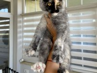 XL Mainecoon Yavruları