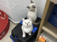 Sağlık Garantili British Shorthair Yavruları
