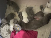 British shorthair yavrularıma yuva arıyorum