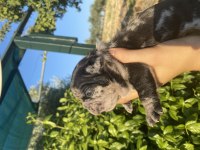 MERLE TOSUNCUK FRENCH BULLDOG KIZIMIZ