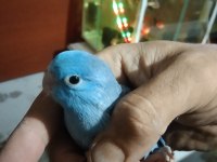 Forpus papağanı vardır