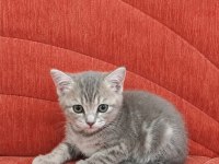 TATLIMI TATLI TOP KAFA BRİTİSH YAVRULARIMIZ