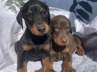 Üst Kalite Doberman Yavrular