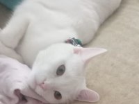 TERK EDİLMİŞ BEMBEYAZ KEDİMİZ YUVA ARIYOR