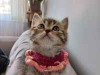 Golden black sağlıklı süper yavrular british shorthair