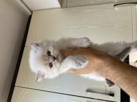 British Longhair Pofuduk Yavrular Teslime Hazır